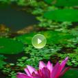 Screen '1_yoganidra-deep-relaxation_home.jpg' for project Yoga Nidra